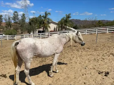 Death of horse at North County ranch leads to two others being impounded