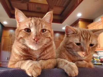 San Diego Humane Society brings in the funds with cute furry faces