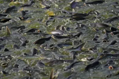 Catfish to cat food: The latest effort to put a dent in the Chesapeake Bay’s blue catfish population