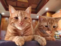 San Diego Humane Society brings in the funds with cute furry faces
