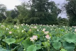 Things to do in the DC area: Lotus and Water Lily Festival, National Cannabis Festival … and more!