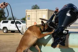 Meet the mussel-sniffing dogs that could save California from a Delta invader