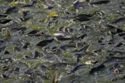 Catfish to cat food: The latest effort to put a dent in the Chesapeake Bay’s blue catfish population